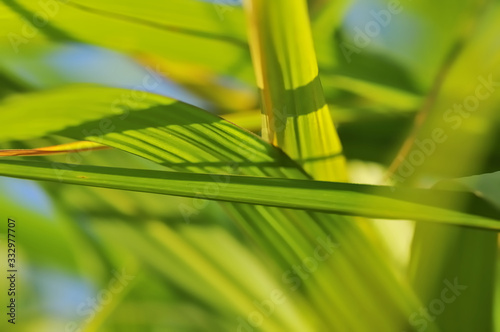 Green leaves arranged in abstract patterns. Macro photography on a summer and sunny day. The garden in August.