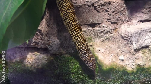 closeup portrait of a eastern king snake looking around and sticking its tongue out, tropical reptile specie from America