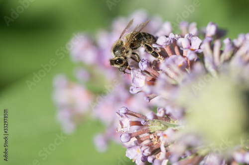 bee on flower © skazar