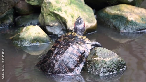 closeup portrait of a red eared slider turtle climbing on a rock and looking around