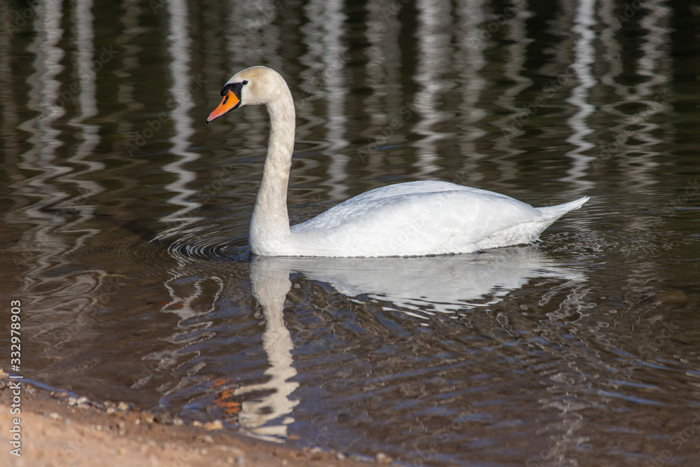 swan on a lake swan on a lake