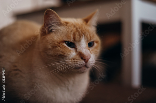 Cat resting at home © Dumblin Films