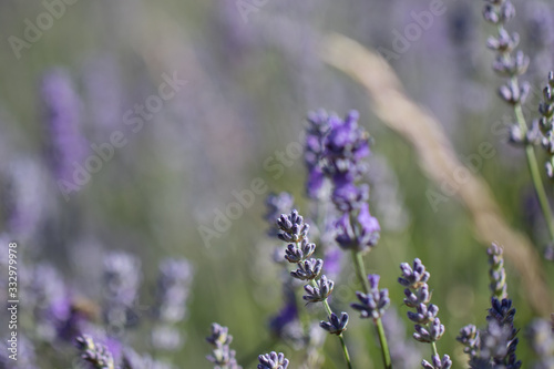 Fototapeta Naklejka Na Ścianę i Meble -  field of lavender