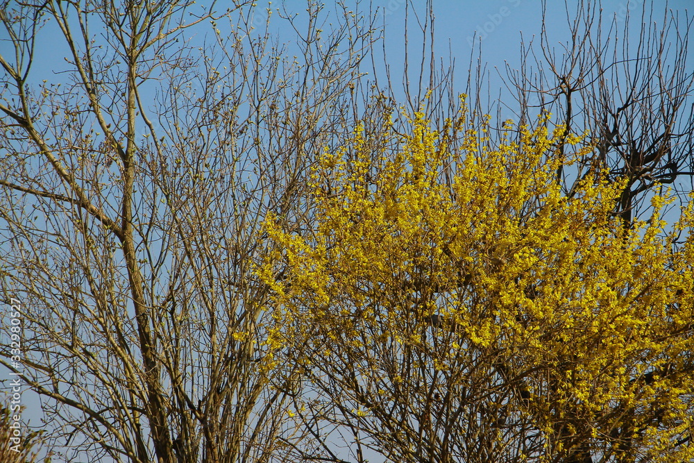 Fototapeta premium forsythie