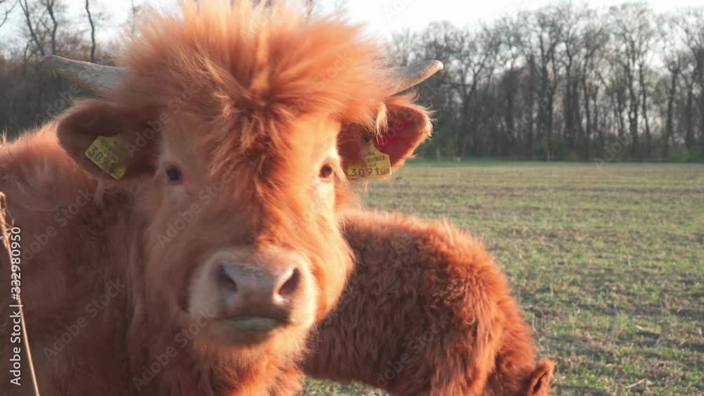 Scottish Highland Cattle Scottish Highland Cattle