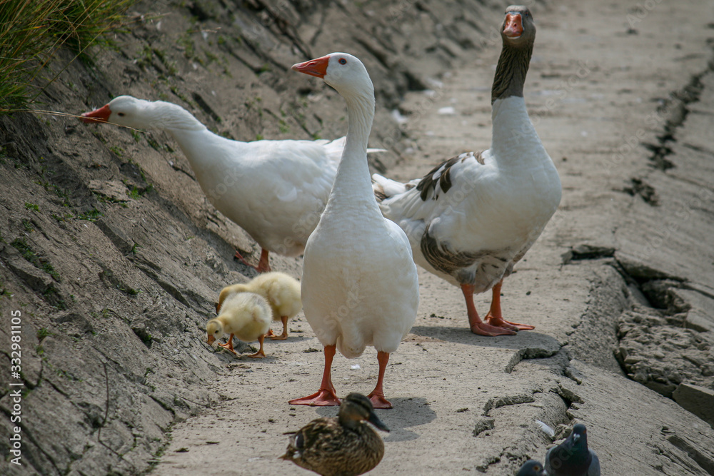 Fototapeta premium Three geese with two babys
