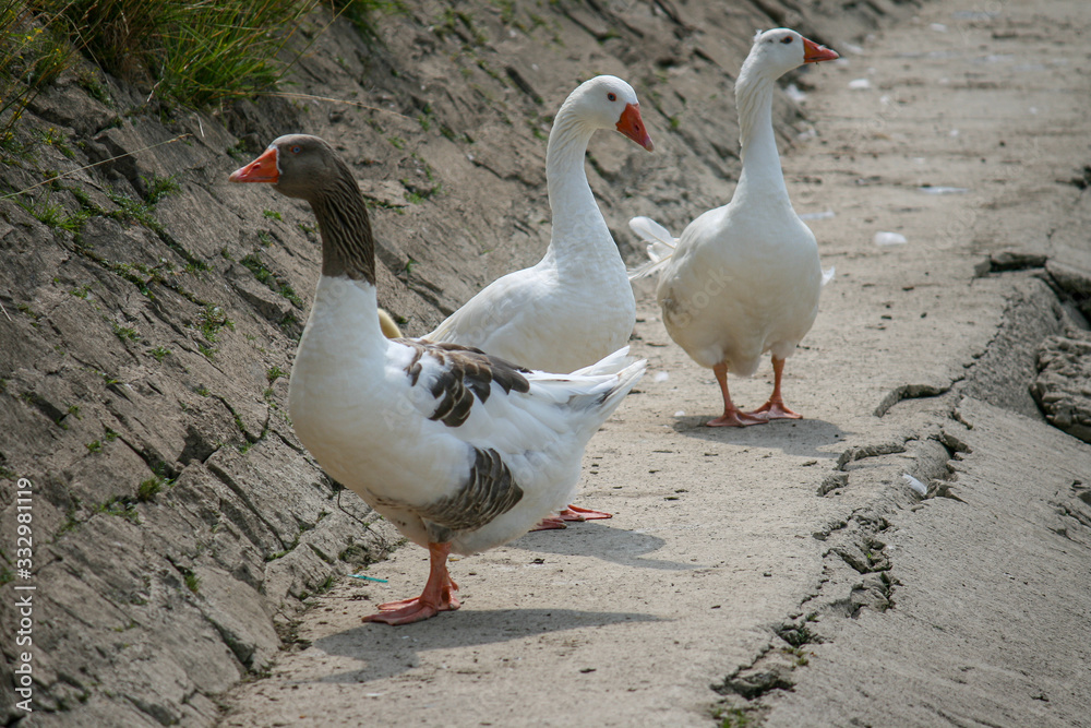 Three white and gray geese standing together Three white and gray geese standing together