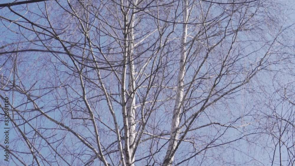slow-motion birch spring from bottom up. slow-motion birch spring from bottom up.