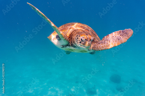 Fototapeta Naklejka Na Ścianę i Meble -  Green Sea Turtle in Barbados