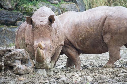 Rinocerontes 