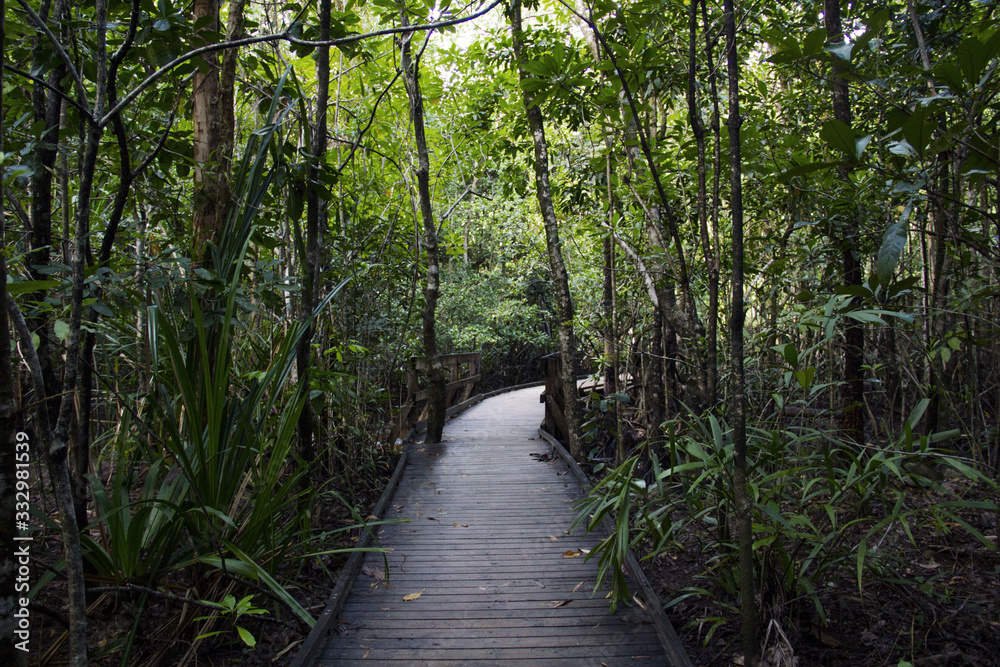 Fototapeta premium bamboo forest
