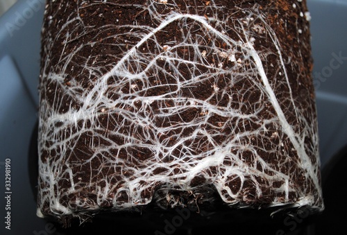 Healthy root system photo