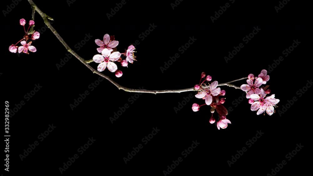 4K Time Lapse of blossoming branch with pink Cherry blossom flowers. Time-lapse spring tree branch with flowers and buds, isolated on black background. Stick tree branch springtime.
