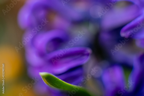 Blue Hyacinth flowers macro photography with blur background. Beautiful early spring flowers used to celebrate Easter.
