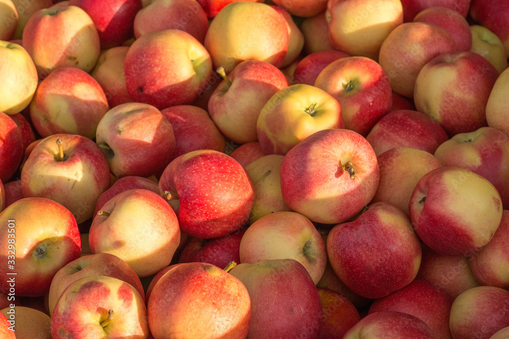 apples apples