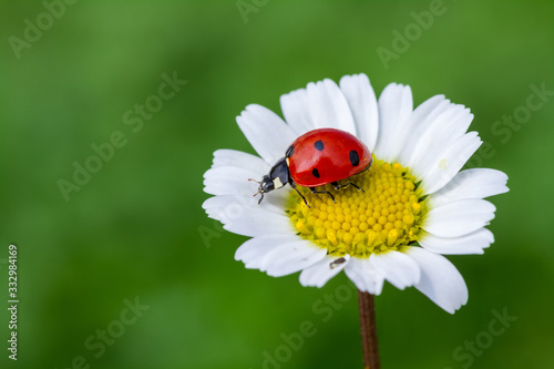 The ladybird creeps on a camomile flower
