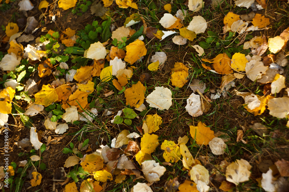 Yellow leaves on green grass at sunny day with selective central focus. Natural abstract background Yellow leaves on green grass at sunny day with selective central focus. Natural abstract background