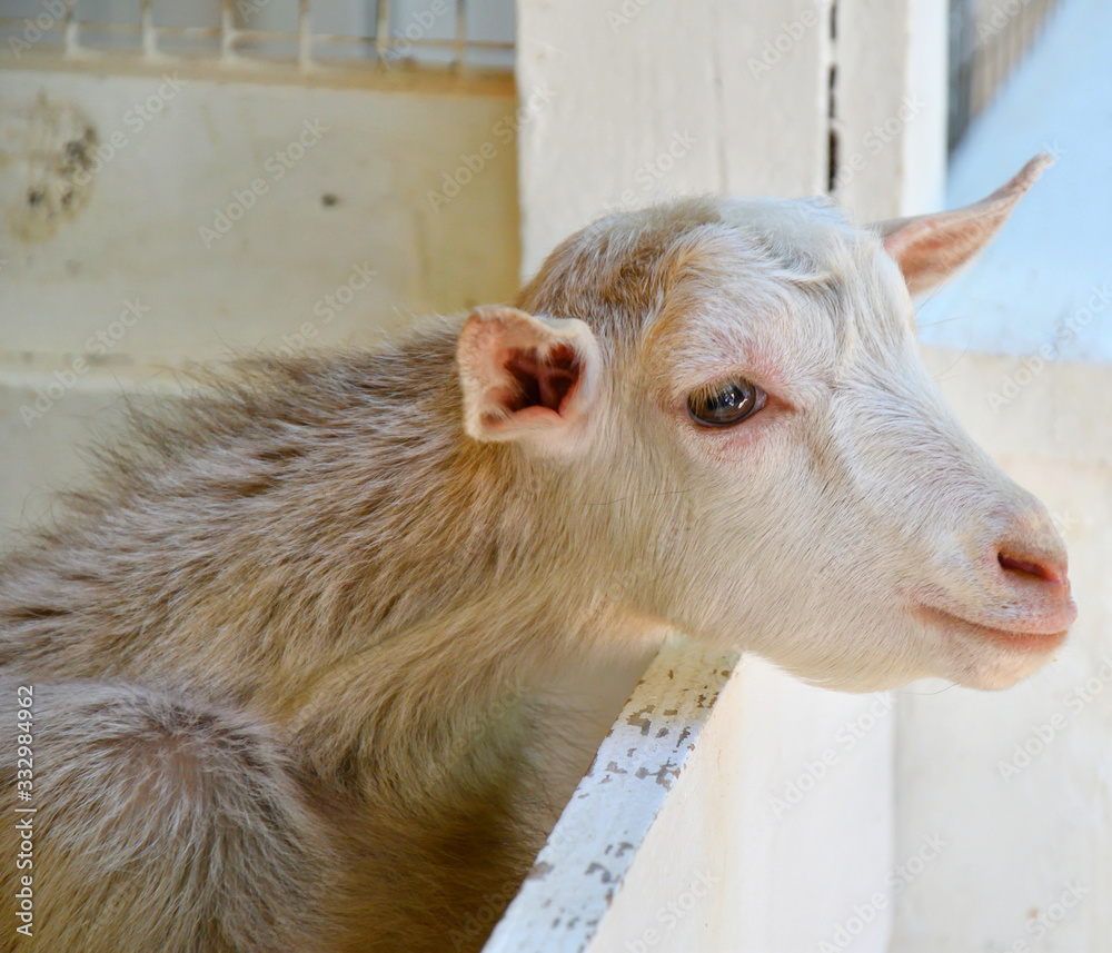 Fototapeta premium Goat on the farm