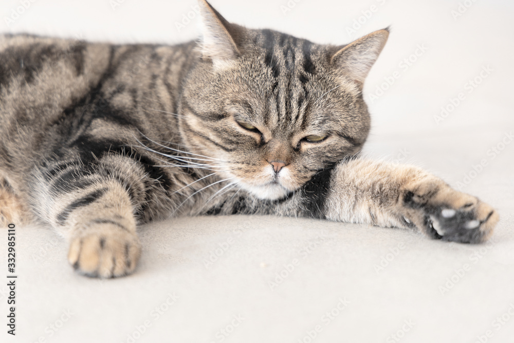 Obraz premium Domestic cat sleeping on the floor