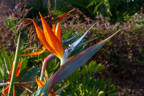 Tropical Flowers and Palms