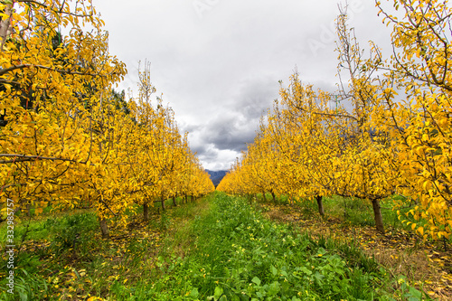 Fototapeta Naklejka Na Ścianę i Meble -  Pear orchard in autumn in the western cape of south africa