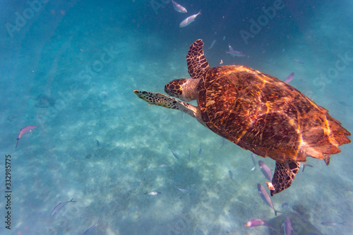 Hawksbill Sea Turtle in Barbados © sean