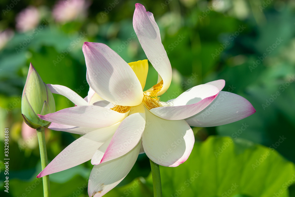 Fototapeta premium Budding