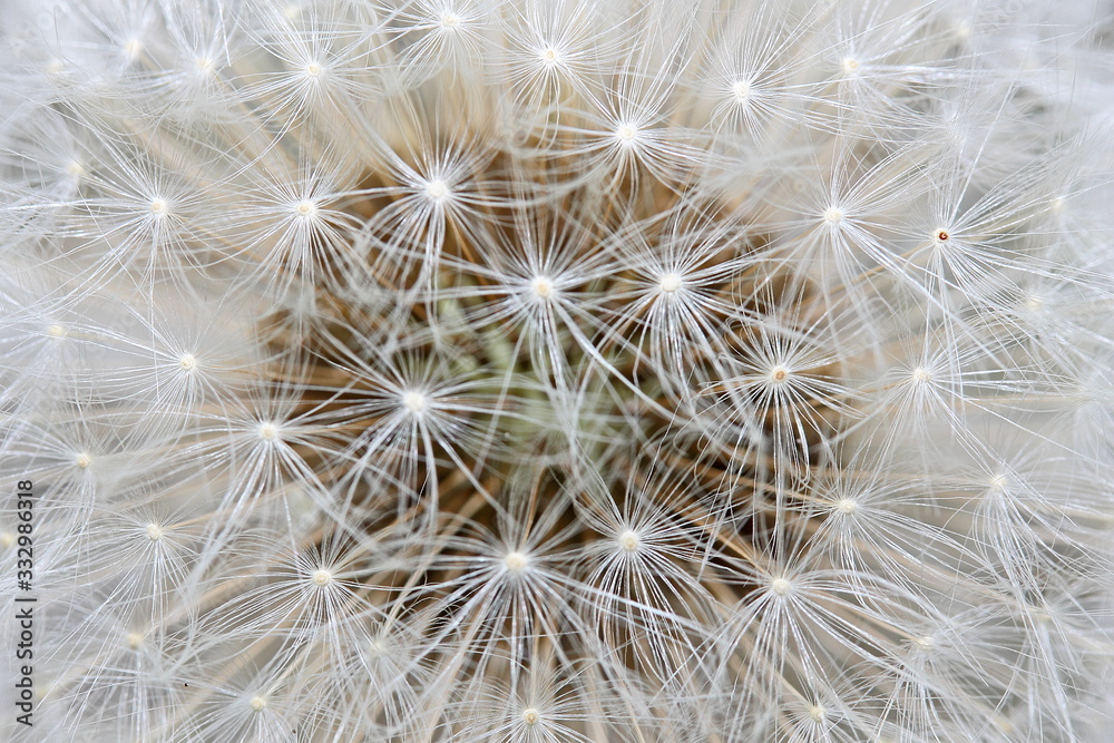 Fototapeta premium Dandelion Fluff