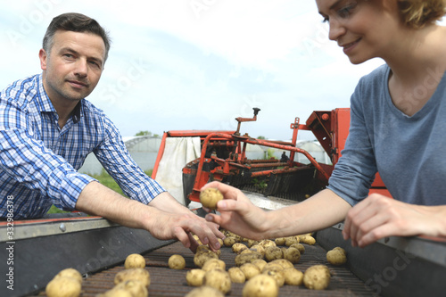 Workers sort potatoes in the field during the harvesting