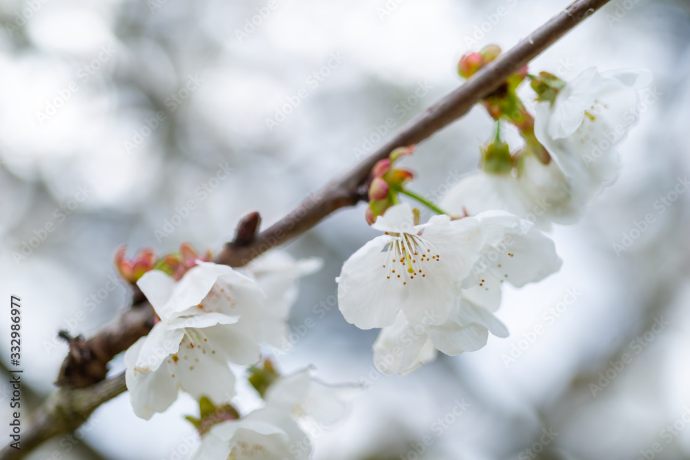 Detail of cherry blossoms