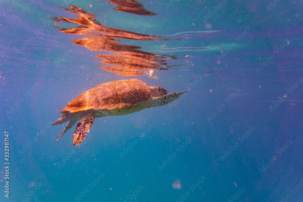 Hawksbill Sea Turtle in Barbados Hawksbill Sea Turtle in Barbados