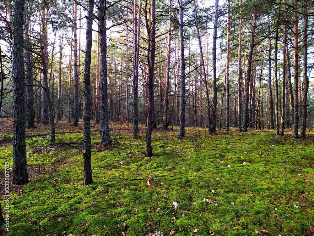 Belarusian forest in autumn time. Belarusian forest in autumn time.