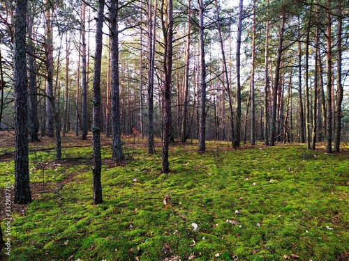 Fototapeta Naklejka Na Ścianę i Meble -  Belarusian forest in autumn time.
