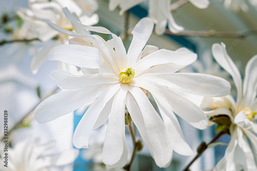 Merrill Star Magnolia, a small tree or shrub in the spring garden. Merrill Star Magnolia, a small tree or shrub in the spring garden.