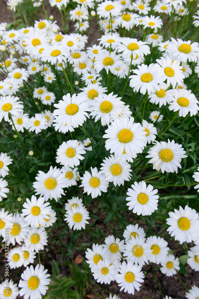 green meadow with white daisy flowers on a summer day