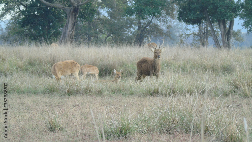 Hard Ground Swamp Deer India
