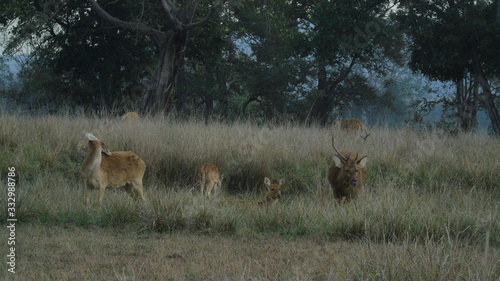 Hard Ground Swamp Deer India