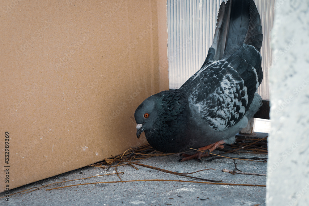 Very curious pigeon looking around while building a fresh nest on the ...