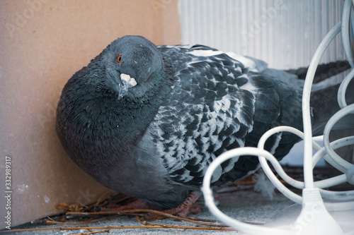 Seperate pigeon cleaning feathers and claws on the balcony during the building a fresh nest