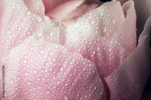 rain droplets covering a pink peony photo