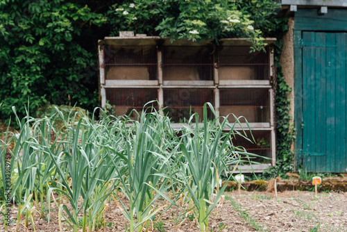 des poireaux et un clapier à lapins dans un jardin photo