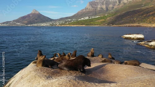 seals on a rock next to cape town south africa