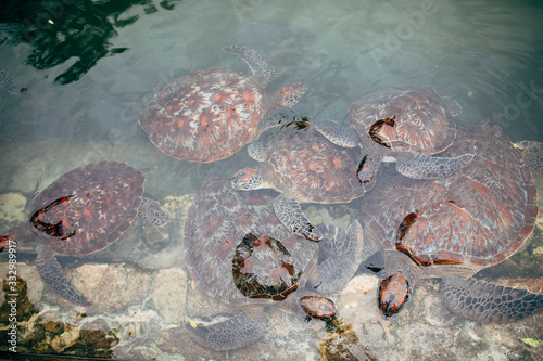 Small turtles in rehabilitation centre photo