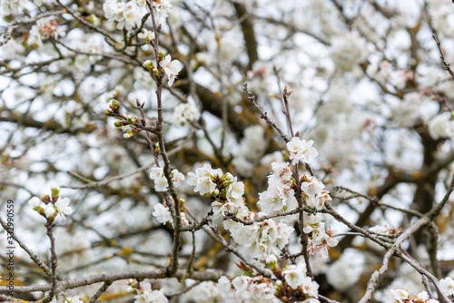 Detail of cherry blossoms © gitanna