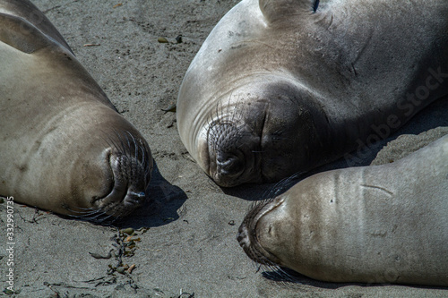 three elephant seal lay together on the beach