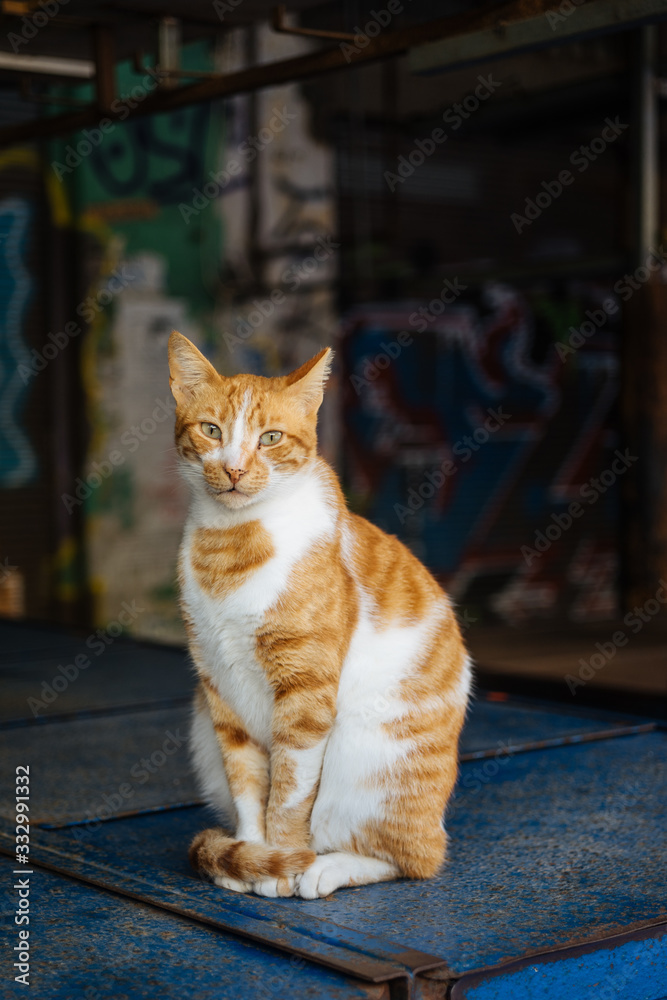 Funny cat sitting near construction Funny cat sitting near construction