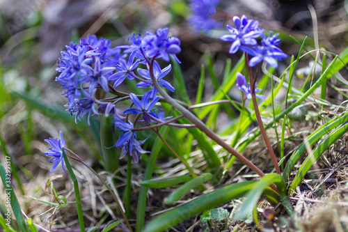 Early spring blue flowers. Ground without grass