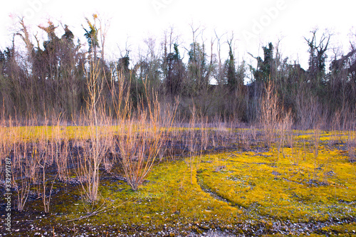 фотографія Early spring landscape with yellow, vibrant coloured moss surface