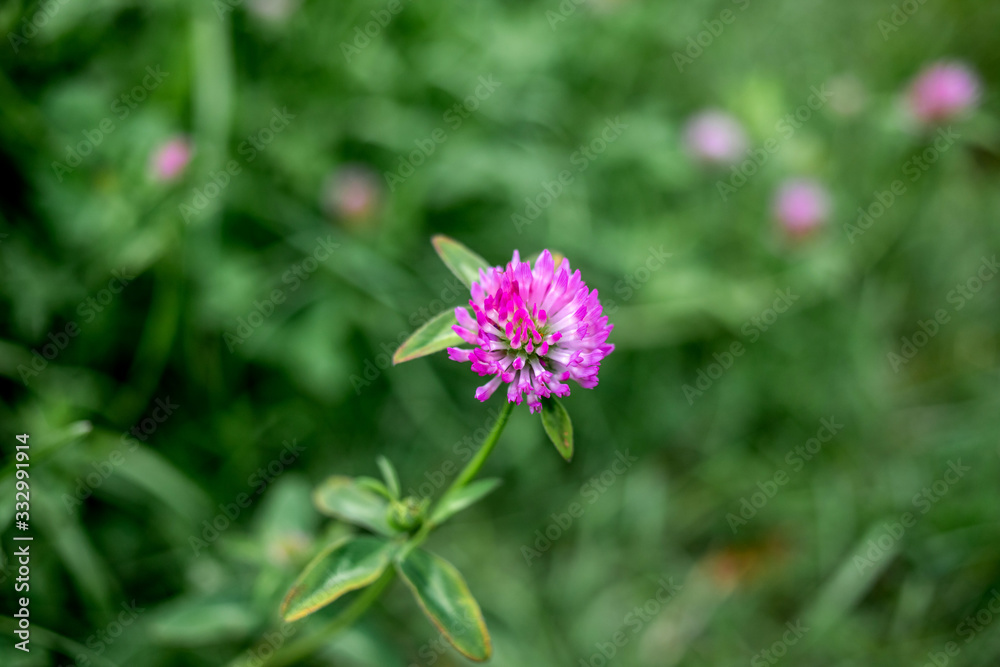 clover flower on green background clover flower on green background