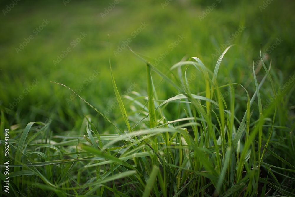 Fresh green grass grow in a spring field. Fresh green grass grow in a spring field.